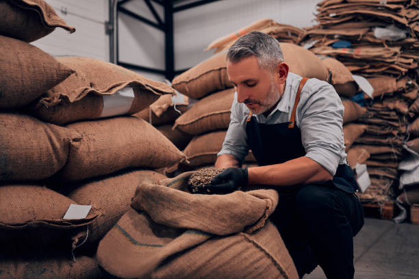 roastery owner checking roasted coffee beans in sack, selective focus. - coffee sack imagens e fotografias de stock