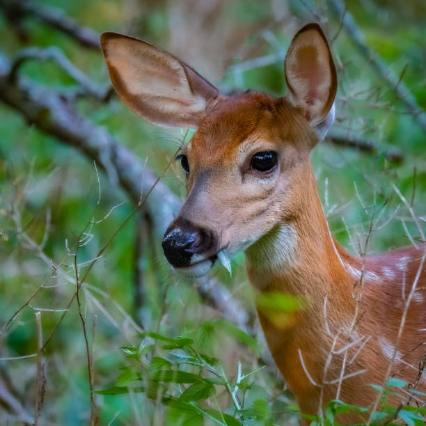 istock White-tailed Deer fawn (Odocoileus virginianus) - portrait 1304816778