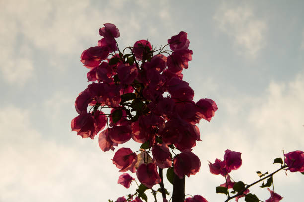 silhoute de flores - silhoute - fotografias e filmes do acervo