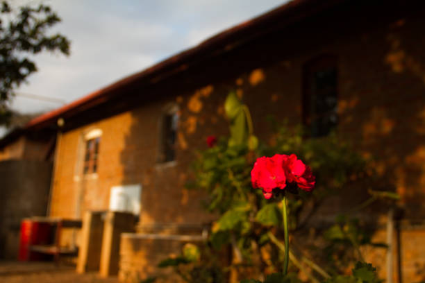 Beautiful picture of a red flower during a sunset in Africa. The African sunset is some of the best in the world and in the photo is really provides warmth! I love the background of the house in the picture.
