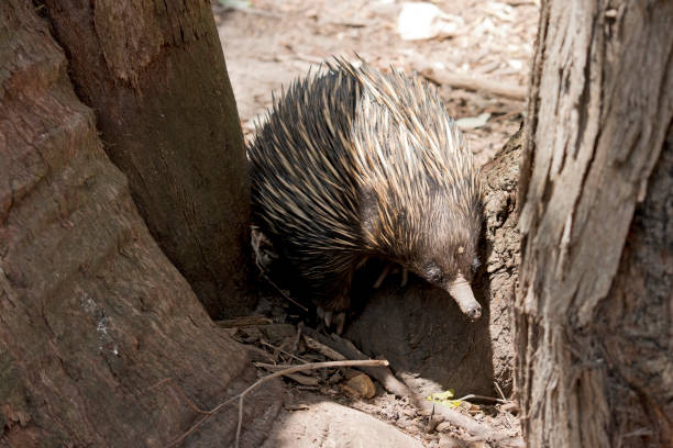 istock the Australian echidna is looking for ants to eat 1304816980