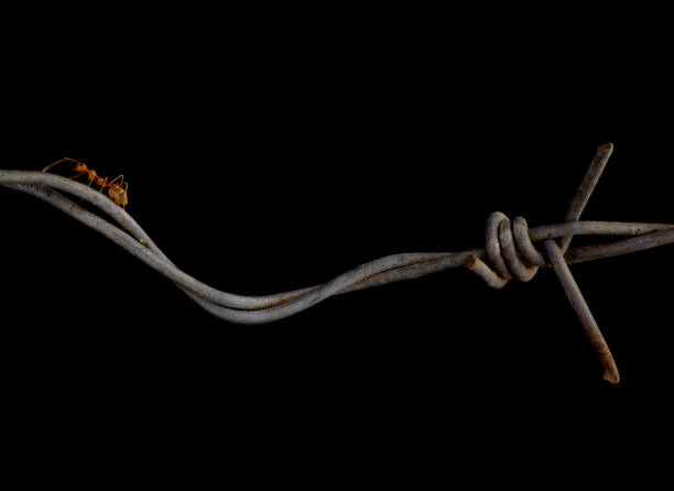 Aggressive red weaver ant on barbed wire showing segmented body and formidable jaws. Using barbed wire has if was a natural vine or plant stem.