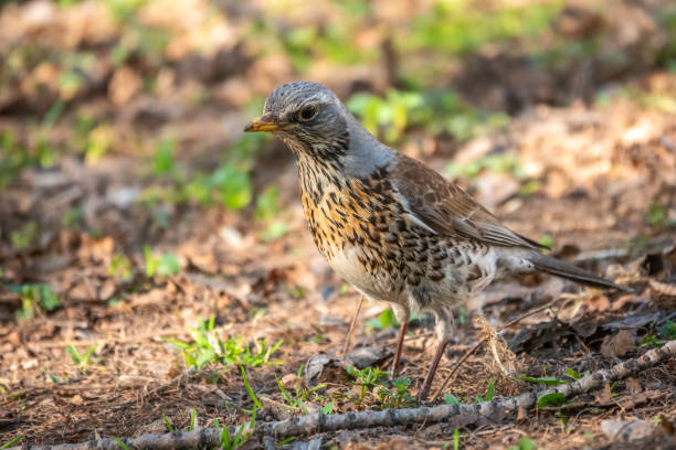 istock Fieldfare, Turdus pilaris, on a sprng lawn. 1304819128