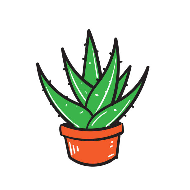 621 Cartoon Of Aloe Vera Illustrations & Clip Art - iStock 621 Cartoon Of Aloe Vera Illustrations & Clip Art - iStock