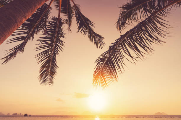 istock Palm tree at tropical beach on sunset sky abstract background. Summer vacation and nature travel adventure concept. 1304823418