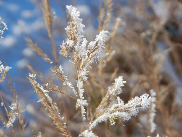 istock Frosty morning with ice on plants 1304823461