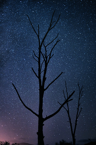 Shot of a tall tree on a dark starry night in nature