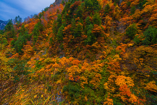 Autumn landscape in Kurobe gorge
