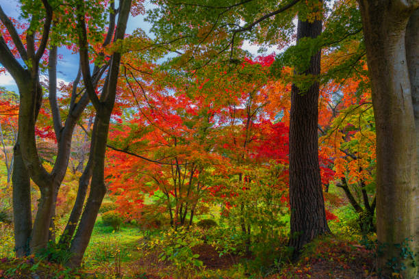 istock Autumn colored landscape in Fukushima 1304826466