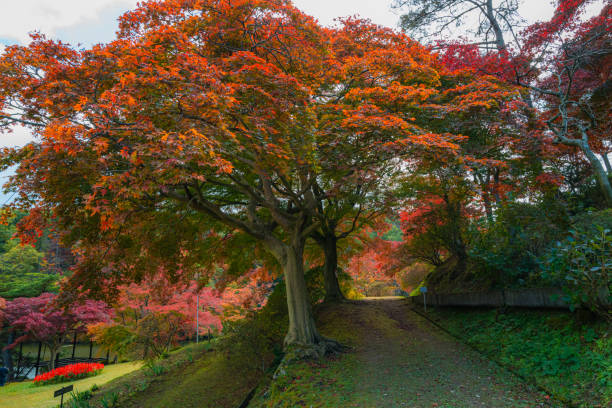istock Autumn colored landscape in Fukushima 1304826506