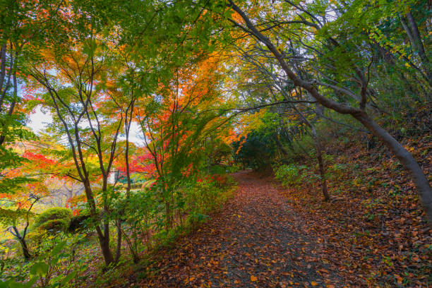 istock Autumn colored landscape in Fukushima 1304826659