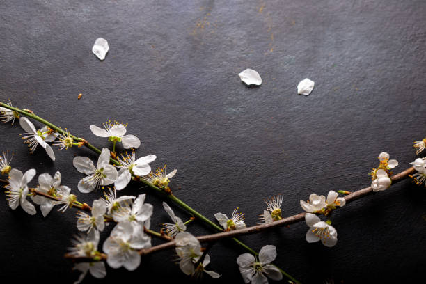 istock Cherry blossom branch on dark background 1304832160