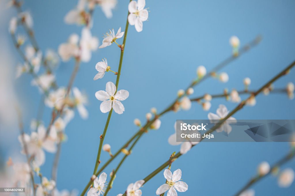 Flores De Cerezo Bajo El Cielo Azul Foto de stock y más banco de imágenes  de Abril - Abril, Aire libre, Azul - iStock