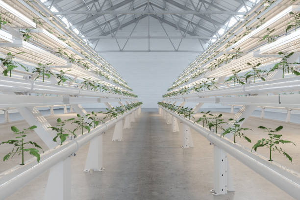 stojaki roślin uprawnych w hydroponic vertical farm. - field vertical agriculture crop zdjęcia i obrazy z banku zdjęć