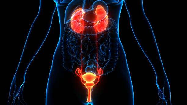 istock Female Reproductive System Anatomy 1304832527