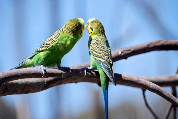 istock the two parakeets are perched on a branch 1304833205