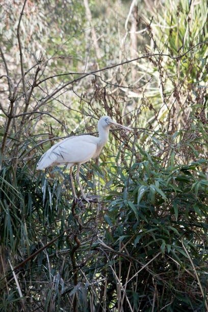istock the yellow spoonbill is carrying a stick in its long beak 1304833293