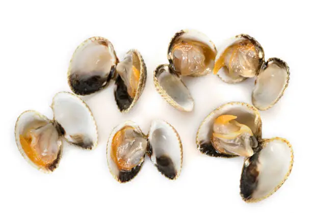 fresh cockles in front of white background