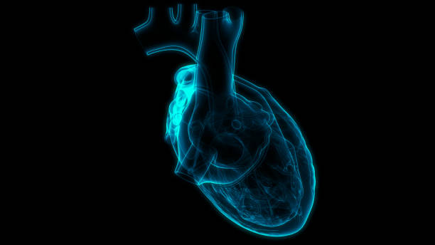 istock Human Circulatory System Heart Anatomy 1304834358