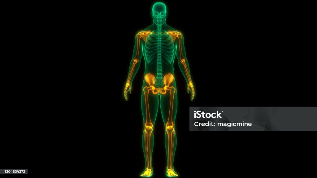 Human Skeleton System Appendicular Skeleton Anatomy Stock Photo ... Biology Diagrams