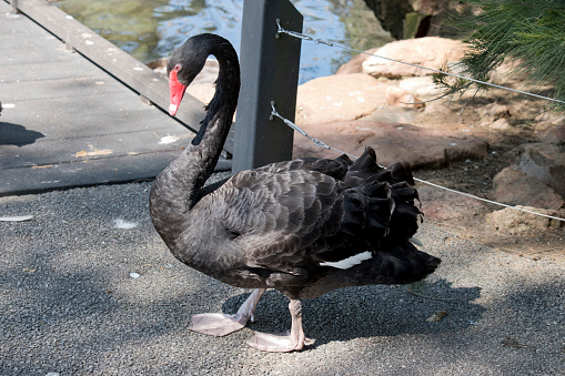 the black swans have a red bill with a white strip, red eyes and black feathers