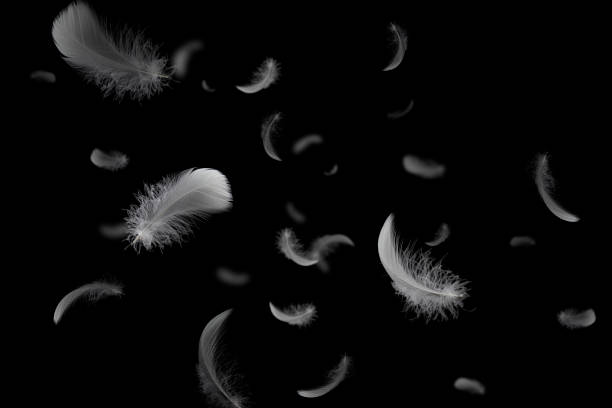 istock Group of soft and light white feathers floating in the dark. Feather abstract black background 1304837216