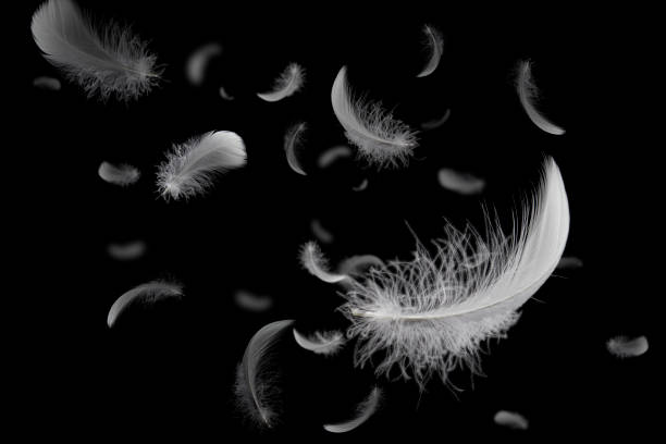 istock Group of soft and light white feathers floating in the dark. Feather abstract black background 1304837218