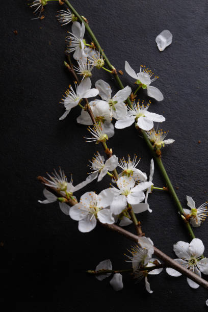 istock Cherry blossom branch on dark background 1304837244
