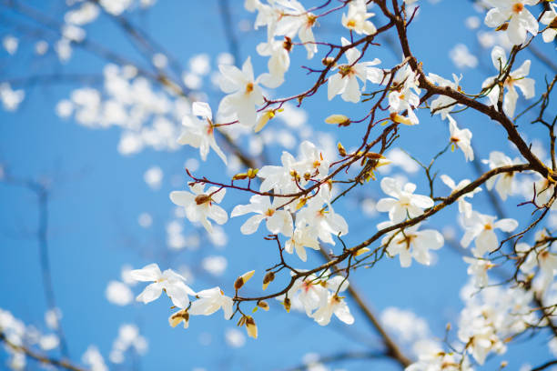 istock Splendid lush magnolia flowers in sunlight against blue sky. 1304837928