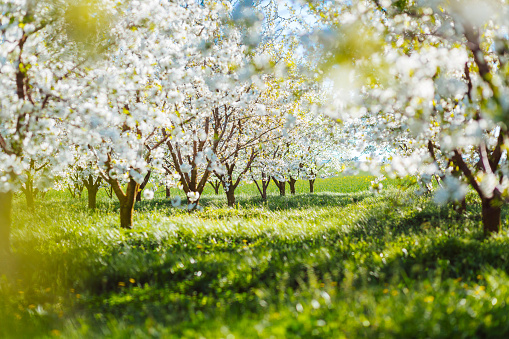 Fantastic ornamental garden with blooming lush trees in idyllic sunny day. Abstract seasonal background. Flowering orchard in spring time. Scenic image of trees in charming garden. Beauty of earth.