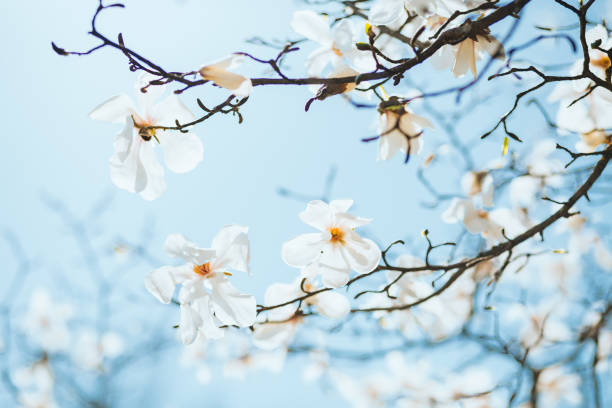 splendides fleurs luxuriantes de magnolia dans la lumière du soleil contre le ciel bleu. - spring magnolia flower sky photos et images de collection