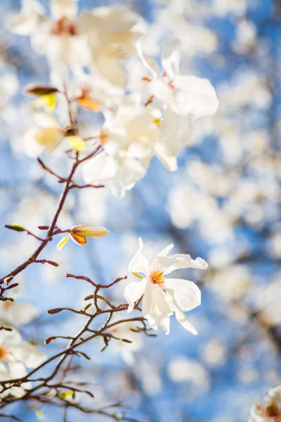 istock Splendid lush magnolia flowers in sunlight against blue sky. 1304838171