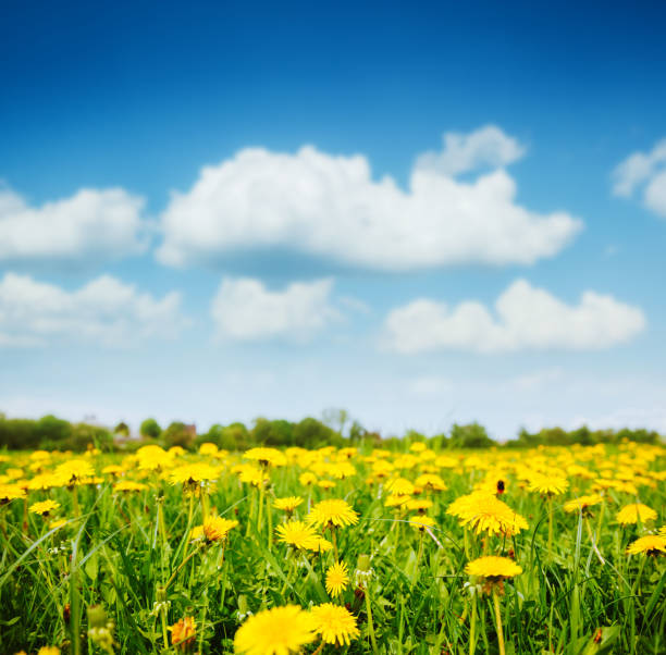 Fantastic field with dandelions and blue sky. Location place Ukraine, Europe. Sunny weather on a warm summer day. Fresh seasonal background. Concept of the ecology. Discover the beauty of earth.