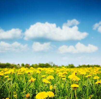 Fantastic field with dandelions and blue sky. Location place Ukraine, Europe. Sunny weather on a warm summer day. Fresh seasonal background. Concept of the ecology. Discover the beauty of earth.