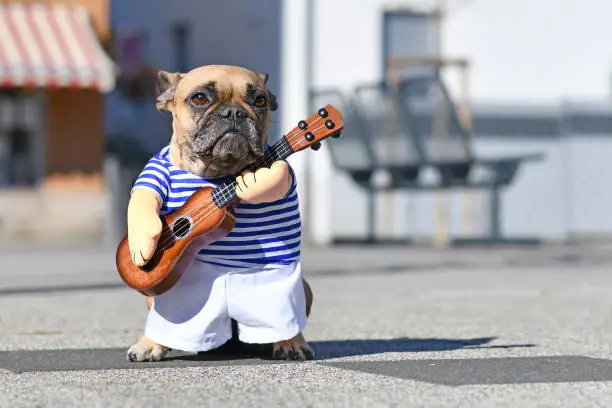 Photo of French Bulldog dog dressed up with street perfomer musician costume wearing striped shirt and fake arms holding a toy guitar