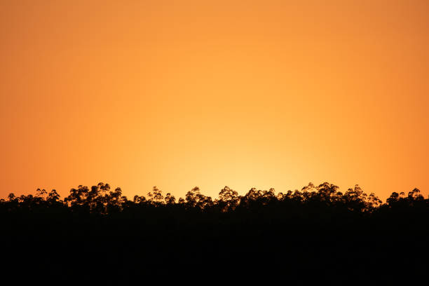 Cloudless sunset sky  behind the line of trees showing the silhouette effect