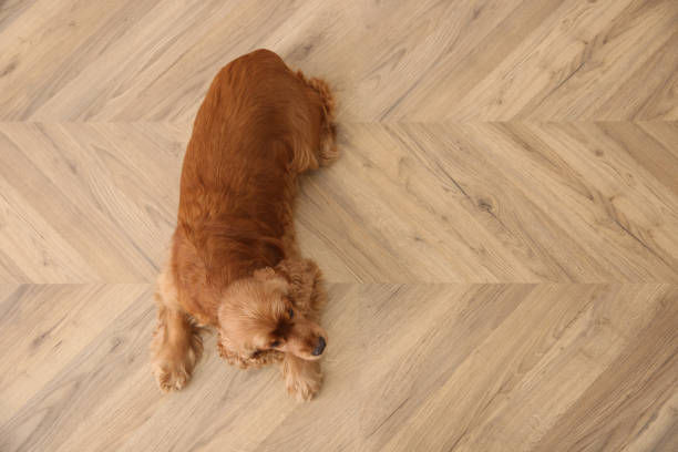 istock Cute Cocker Spaniel dog lying on warm floor, top view with space for text. Heating system 1304839046