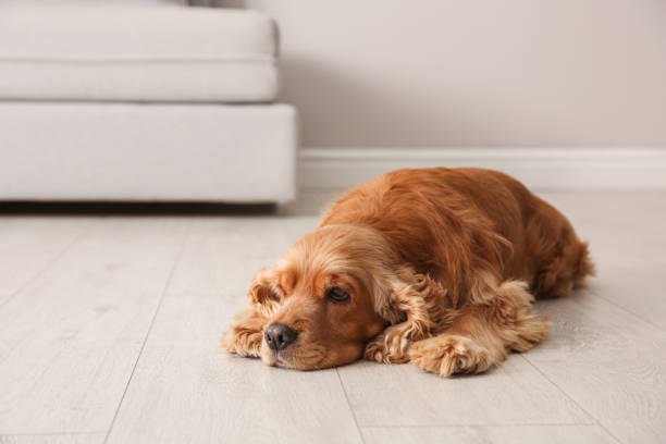 istock Cute Cocker Spaniel dog lying on warm floor indoors. Heating system 1304839052