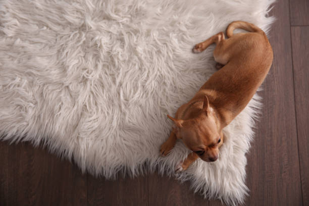 istock Cute Chihuahua dog lying on warm floor, top view with space for text. Heating system 1304839057