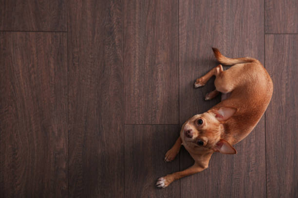 istock Cute Chihuahua dog lying on warm floor, top view with space for text. Heating system 1304839071