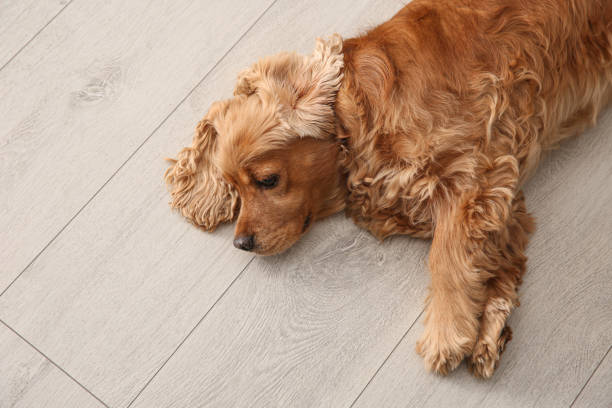 istock Cute Cocker Spaniel dog lying on warm floor, top view. Heating system 1304839100
