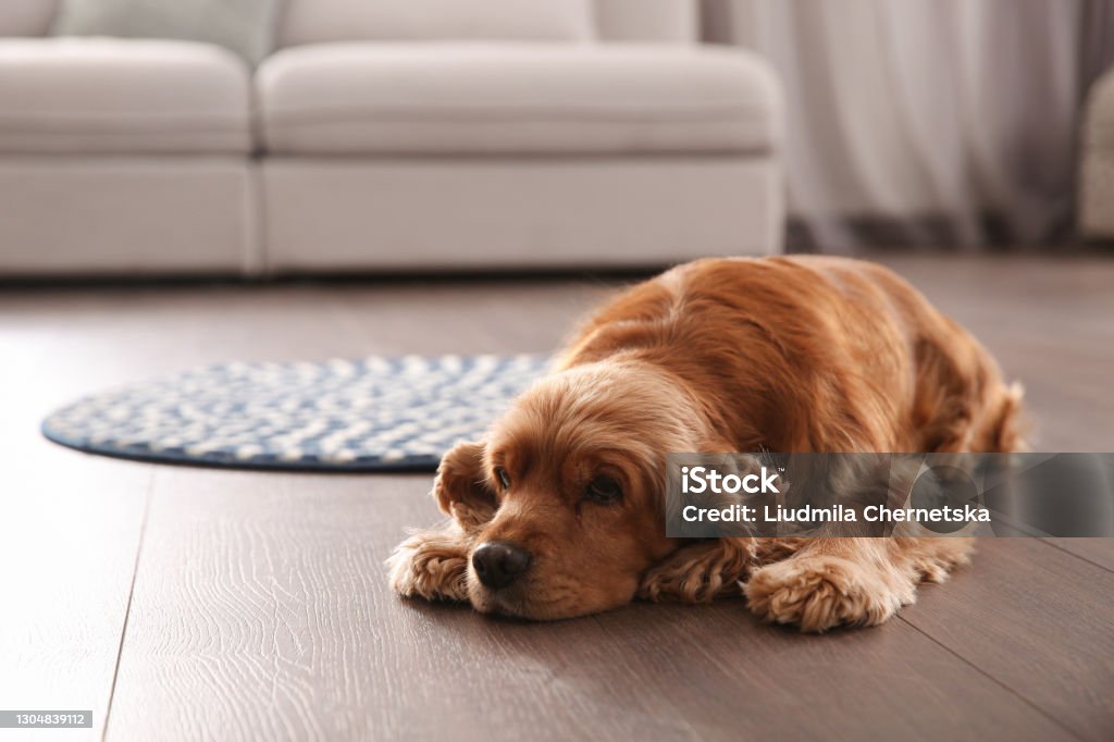 Cute Cocker Spaniel dog lying on warm floor indoors, space for text. Heating system Dog Stock Photo