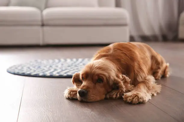 Photo of Cute Cocker Spaniel dog lying on warm floor indoors, space for text. Heating system