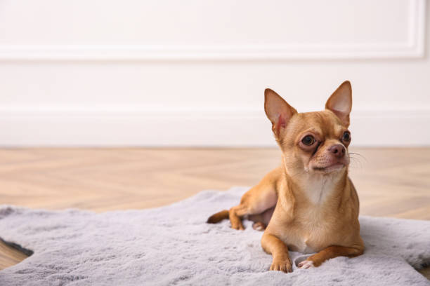 istock Cute Chihuahua dog lying on warm floor indoors, space for text. Heating system 1304839119