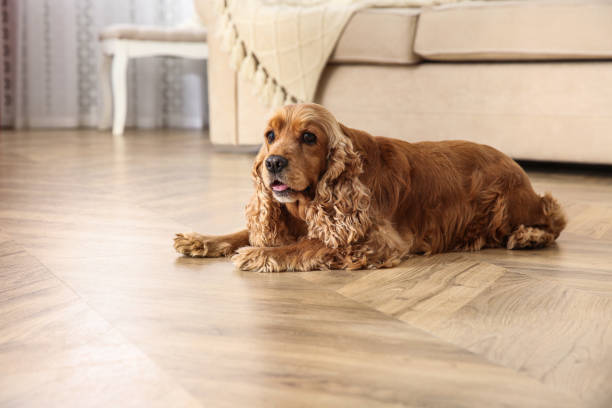 istock Cute Cocker Spaniel dog lying on warm floor indoors. Heating system 1304839136