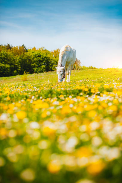 日光の下でアラビアの馬と花の牧草地の素晴らしい眺め。 - young animal beautiful horse mammal ストックフォトと画像