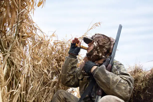 the duck hunter sits in the blind of the reeds and lures the ducks