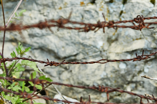 Rusty barbed wire on a background of stone and plants.