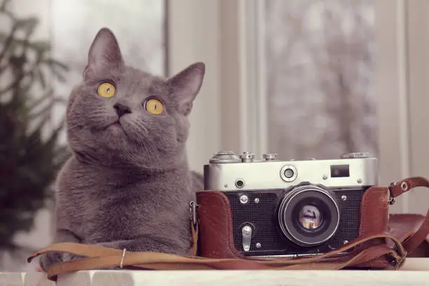 gray cat sits on a table with an old retro film camera on the background of a window