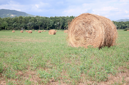 Rolled hay on the meadow, Istria, Croatia